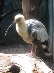 Buff-necked Ibis